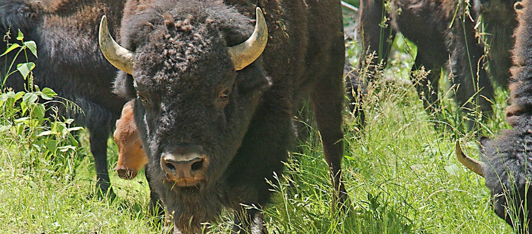 Bison Herd
