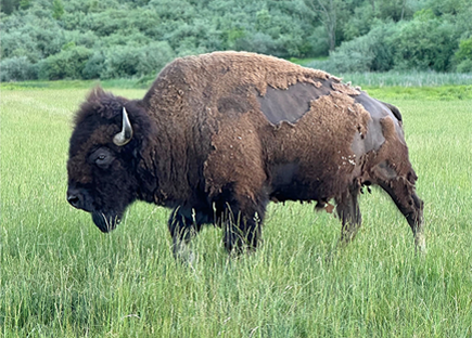 Buffalo