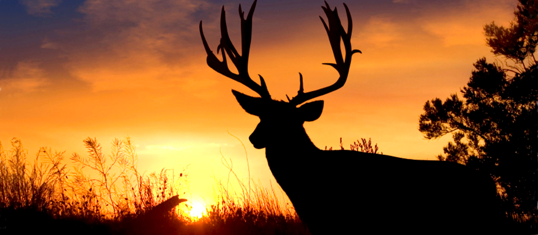 Sunset Elk