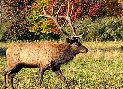 Elk