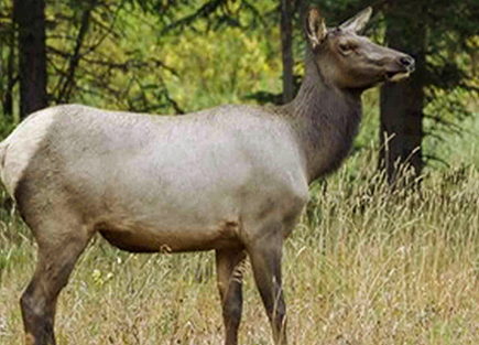 Elk Cow