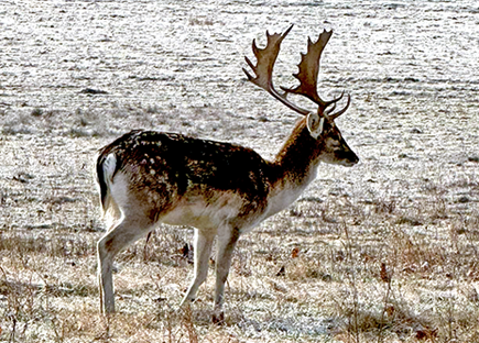 Fallow Deer