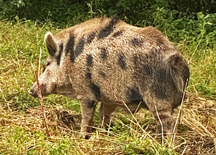Hog