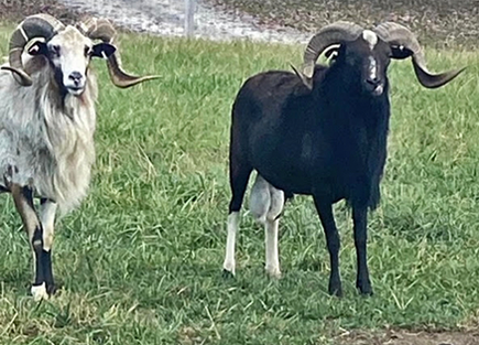 Ram