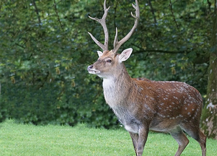 Sika Deer