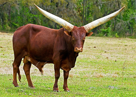 Watusi