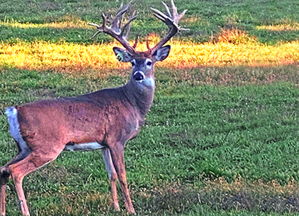 White Tailed Deer