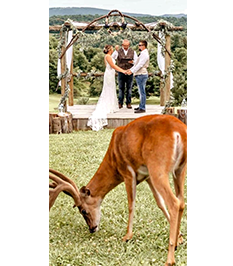 Deer
