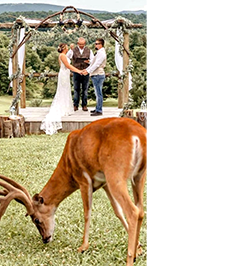 Deer